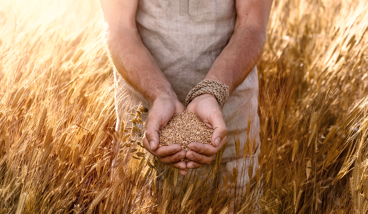 Farmer's hands holding organic einkorn wheat seeds